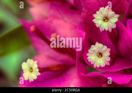 Magenta Bougainvillea's weißen Blüten blutend Stockfoto