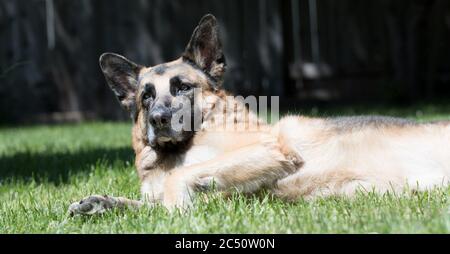 Senior Schäferhund liegt im grünen Gras. Schöner alter Hund mit weißer Schnauze und rotem Frisbee. Stockfoto