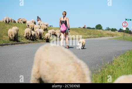 Drennhausen, Deutschland. Juni 2020. Eine Frau geht mit ihrem Hund an Schafen vorbei, die auf dem Elbdeich grasen. An der Elbe werden neue Schilder und Piktogramme künftig auf das richtige Verhalten für Radfahrer und Wanderer hinweisen. Quelle: Philipp Schulze/dpa/Alamy Live News Stockfoto