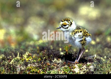 Neu geschlüpfter amerikanischer Goldröver (Pluvialis dominica) am Lebensraum der Tundra in den Northwest Territories, Kanada Stockfoto