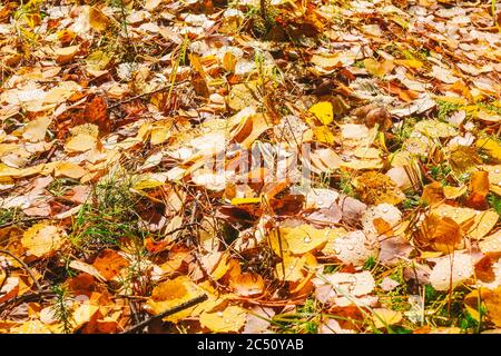 Heller natürlicher Hintergrund von Herbstblättern. Die Blätter sind mit Tau-Tropfen bedeckt. Sonniger Herbsttag im Park. Leerzeichen für Text. Stockfoto