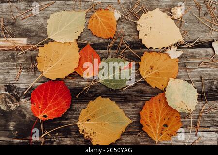 Natürlicher Hintergrund aus Herbstblättern. Auf einem Holztisch liegen mehrfarbige Espenblätter und Kiefernnadeln. Leerzeichen für Text. Stockfoto