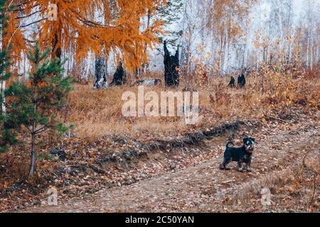 Herbstspaziergang durch den Wald mit einem Haustier. Der Miniatur-Schnauzer steht auf einem Waldweg und wartet auf den Besitzer. Speicherplatz kopieren Stockfoto