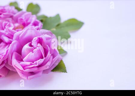 Kreative Gestaltung von rosa Rosen Bouquet mit freiem Platz für Text. Muttertag Postkarte mit Rosen. Frische zart duftende Rose close-up.Happy Stockfoto