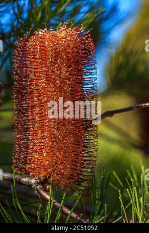 Nahaufnahme eines Blütenstands der Heide leaved Australian banksia ericifolia, Gold-und-roten Stilen Blume Stockfoto