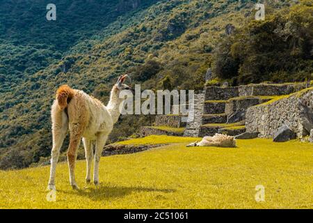 Zwei Lamas (Lama glama) in den inka-Landwirtschaftsterrassen von Machu Picchu, Cusco, Peru. Stockfoto