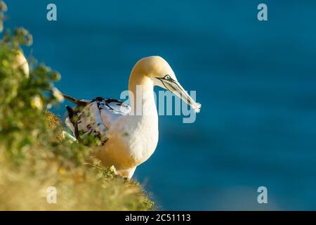 Juvenile Gannet (wissenschaftlicher Name: Morus Bassanus) thront auf den hohen Klippen bei Bempton, Yorkshire mit weißer Feder im Schnabel. Querformat Stockfoto