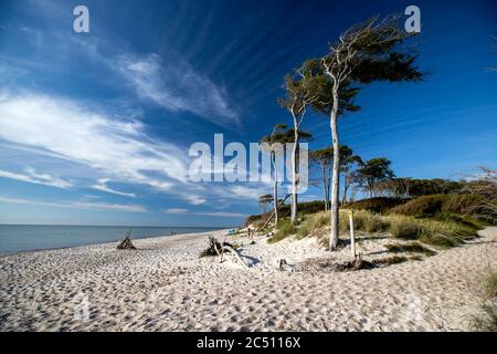 Prerow, Deutschland. Juni 2020. Windschiefe Bäume stehen direkt an der Küste und prägen das Bild am westlichen Strand auf der Ostseeinsel Fischland-Darß-Zingst. Der Weststrand liegt im Nationalpark Vorpommersche Boddenlandschaft. Der Naturstrand ist nur zu Fuß, mit dem Fahrrad oder mit der Pferdekutsche auf Waldwegen erreichbar. Quelle: Jens Büttner/dpa-Zentralbild/ZB/dpa/Alamy Live News Stockfoto