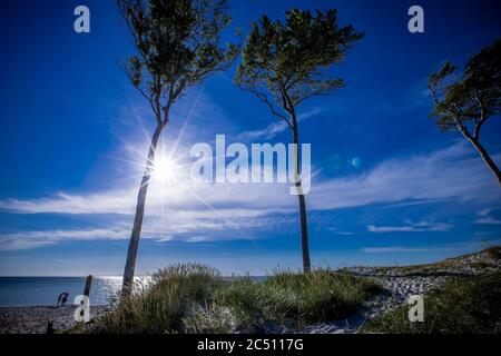 Prerow, Deutschland. Juni 2020. Windschiefe Bäume stehen direkt an der Küste und prägen das Bild am westlichen Strand auf der Ostseeinsel Fischland-Darß-Zingst. Der Weststrand liegt im Nationalpark Vorpommersche Boddenlandschaft. Der Naturstrand ist nur zu Fuß, mit dem Fahrrad oder mit der Pferdekutsche auf Waldwegen erreichbar. Quelle: Jens Büttner/dpa-Zentralbild/ZB/dpa/Alamy Live News Stockfoto