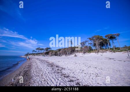Prerow, Deutschland. Juni 2020. Windschiefe Bäume stehen direkt an der Küste und prägen das Bild am westlichen Strand auf der Ostseeinsel Fischland-Darß-Zingst. Der Weststrand liegt im Nationalpark Vorpommersche Boddenlandschaft. Der Naturstrand ist nur zu Fuß, mit dem Fahrrad oder mit der Pferdekutsche auf Waldwegen erreichbar. Quelle: Jens Büttner/dpa-Zentralbild/ZB/dpa/Alamy Live News Stockfoto