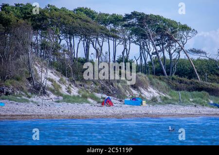 Prerow, Deutschland. Juni 2020. Windschiefe Bäume stehen direkt an der Küste und prägen das Bild am westlichen Strand auf der Ostseeinsel Fischland-Darß-Zingst. Der Weststrand liegt im Nationalpark Vorpommersche Boddenlandschaft. Der Naturstrand ist nur zu Fuß, mit dem Fahrrad oder mit der Pferdekutsche auf Waldwegen erreichbar. Quelle: Jens Büttner/dpa-Zentralbild/ZB/dpa/Alamy Live News Stockfoto