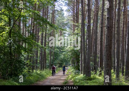 Prerow, Deutschland. Juni 2020. Den Weststrand auf der Ostseeinsel Fischland-Darß-Zingst erreichen Urlauber nur mit dem Fahrrad während einer Fahrt durch den Darßwald. Der Weststrand liegt im Nationalpark Vorpommersche Boddenlandschaft. Der Naturstrand ist nur zu Fuß, mit dem Fahrrad oder mit der Pferdekutsche auf Waldwegen erreichbar. Quelle: Jens Büttner/dpa-Zentralbild/ZB/dpa/Alamy Live News Stockfoto