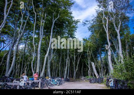 Prerow, Deutschland. Juni 2020. Den Weststrand auf der Ostseeinsel Fischland-Darß-Zingst erreichen Urlauber nur mit dem Fahrrad während einer Fahrt durch den Darßwald. Der Weststrand liegt im Nationalpark Vorpommersche Boddenlandschaft. Der Naturstrand ist nur zu Fuß, mit dem Fahrrad oder mit der Pferdekutsche auf Waldwegen erreichbar. Quelle: Jens Büttner/dpa-Zentralbild/ZB/dpa/Alamy Live News Stockfoto
