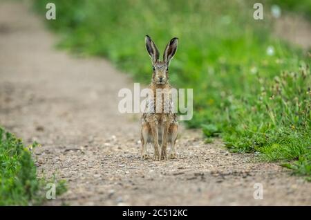 Leveret oder junger Braunhase (wissenschaftlicher Name: Lepus Europaeus) saß aufrecht auf einem Feldweg, mit verschlungenen Pelzen im Regen. Nach vorne. Stockfoto