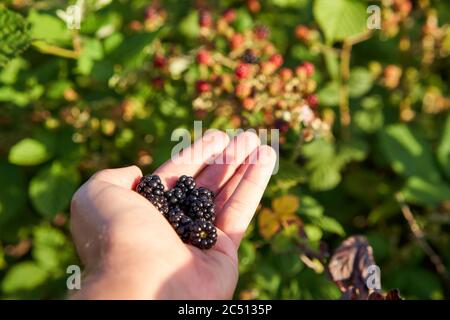 Eine Handvoll gepflückter reifer Brombeeren vor einem wilden Brombeerbusch in Windsor, Kalifornien. Stockfoto