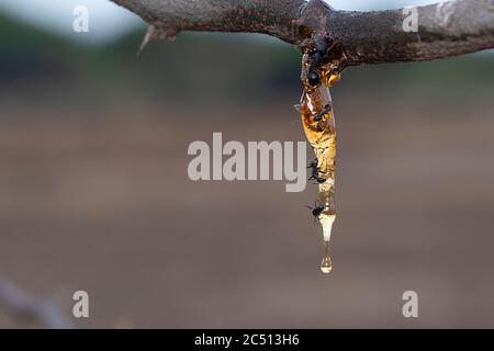 Akazienbaum Kaugummi Sekretion, Vachellia nilotica, Satara, Maharashtra, Indien Stockfoto