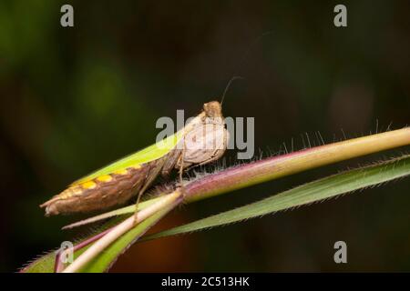 Boxer Mantis auf Baum Zweig, Hestiasula brunneriana, Hymenopodidae, Pune, Maharashtra, Indien Stockfoto