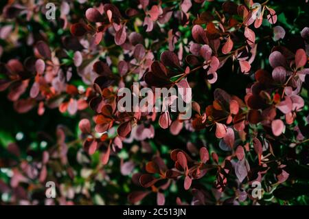 Reife Früchte der Berberbeere, Berberis thunbergii, auf Zweigen mit roten Blättern, dekorative Pflanze für den Garten, Herbst Hintergrund. Stockfoto