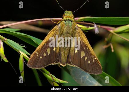 Schlichte, gebänderte, offene Flügel, Pelopidas mathias, Hesperiidae, Butterfy, Indien Stockfoto