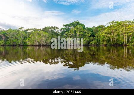 Amazonas Regenwald Reflexion in einer Lagune. Das Amazonas-Flussbecken liegt in Brasilien, Bolivien, Kolumbien, Ecuador, Guyana, Surinam, Peru und Venezuela. Stockfoto