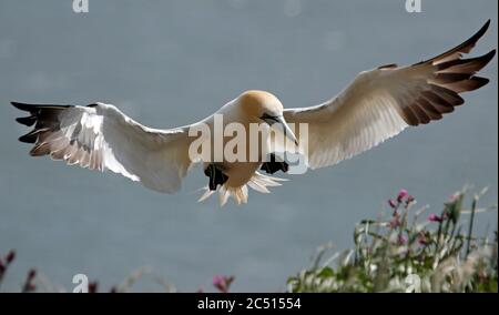 Nördliche Tölpel, die über den Klippen von Bempton in Yorkshire aufragen Stockfoto
