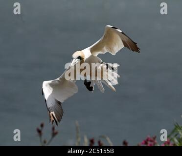Nördliche Tölpel, die über den Klippen von Bempton in Yorkshire aufragen Stockfoto