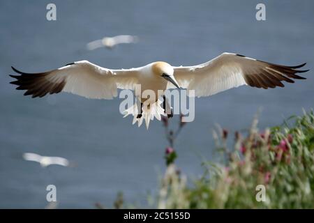 Nördliche Tölpel, die über den Klippen von Bempton in Yorkshire aufragen Stockfoto