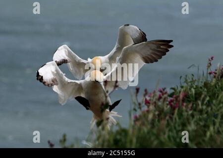 Nördliche Tölpel, die über den Klippen von Bempton in Yorkshire aufragen Stockfoto