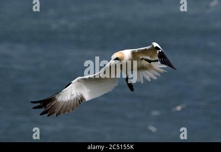 Nördliche Tölpel, die über den Klippen von Bempton in Yorkshire aufragen Stockfoto