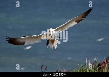 Nördliche Tölpel, die über den Klippen von Bempton in Yorkshire aufragen Stockfoto