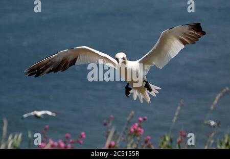 Nördliche Tölpel, die über den Klippen von Bempton in Yorkshire aufragen Stockfoto