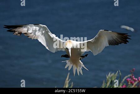 Nördliche Tölpel, die über den Klippen von Bempton in Yorkshire aufragen Stockfoto