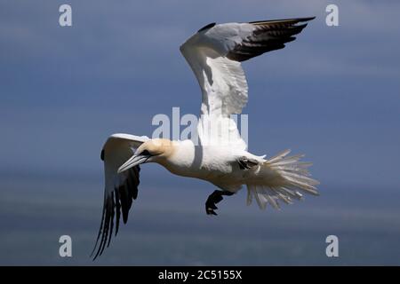 Nördliche Tölpel, die über den Klippen von Bempton in Yorkshire aufragen Stockfoto