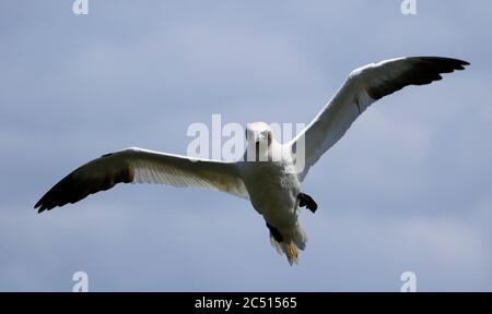 Nördliche Tölpel, die über den Klippen von Bempton in Yorkshire aufragen Stockfoto