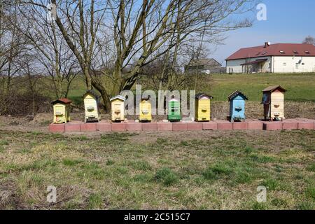 Bunte Bienenstöcke und Bienen auf dem Land. Sonniger Tag. Stockfoto