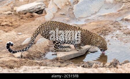 Horizontale Ansicht des weiblichen Leoparden Trinkwasser mit rosa Zunge aus einer Pfütze in Masai Mara Kenia Stockfoto