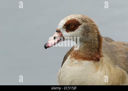 Eine ägyptische Gans, Alopochen aegyptiaca, die am Ufer eines Sees in Großbritannien steht. Stockfoto