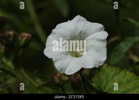 Die Blume einer Hedge-Bindweed-Pflanze, Calystegia sepium, wächst in der Wildnis in Großbritannien. Stockfoto