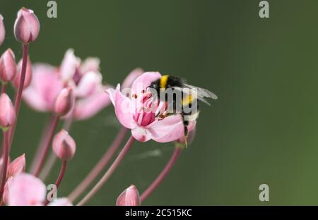 Eine Bumblebee, Bombus, bestäubt einen Blütenrausch, der am Rand eines Teiches wächst. Stockfoto