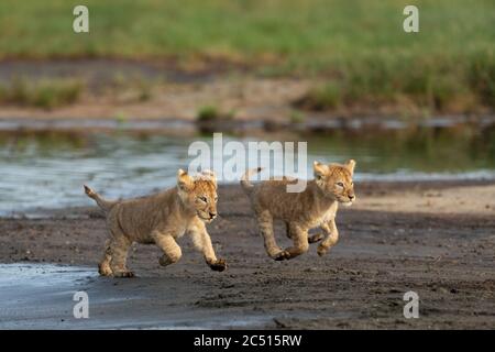 Zwei kleine Löwen laufen in der Nähe des Flusses in Ndutu Tansania mit voller Geschwindigkeit Stockfoto