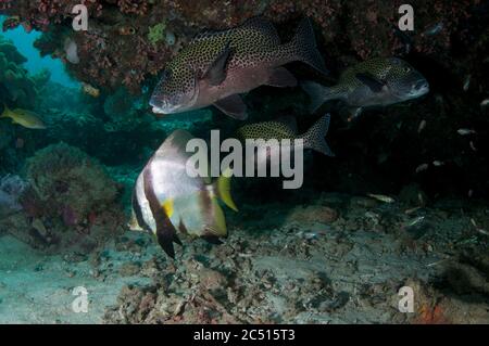 Gefiederte Spadefische, Platax pinnatus, mit vielen gefleckten Sweetlips, Plectorhinchus chaetodonoides, Mioskon Tauchplatz, Dampier Straits, Raja Ampat, West P Stockfoto