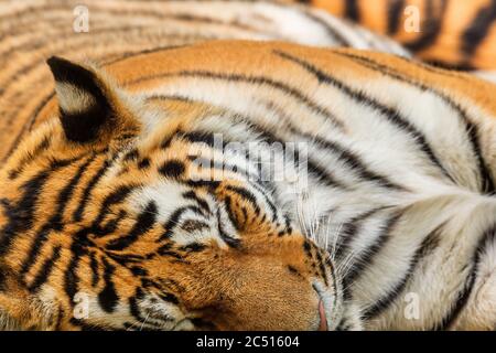 Sibirischer Tiger - Panthera tigris, schöne große Katze aus asiatischen Wäldern und Wäldern, Russland. Stockfoto