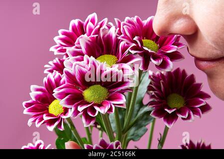 Mädchen oder Frau riechende Blumen schöne frische rosa Chrysantheme, Nahaufnahme, rosa Gänseblümchen Blumen auf rosa Hintergrund. Stockfoto