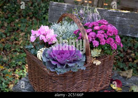 Herbstblumen in rosa im Korb als Gartendekoration Stockfoto