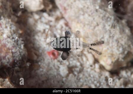 Jungfische, nicht identifizierter Kardinalfisch, Cendana Pearl Farm Jetty, Waigeo Island, Raja Ampat, West Papua, Indonesien Stockfoto