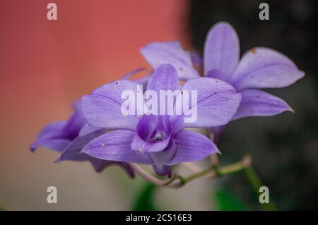 Nahaufnahme einer purpurnen Orchideenblume Stockfoto