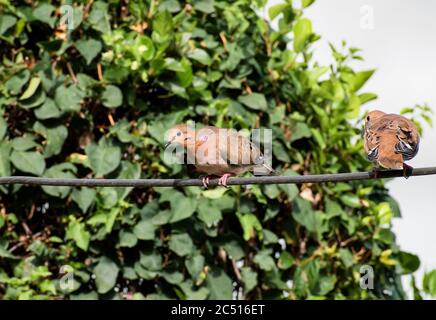 Seitenansicht der braunen zenaida Taube, die auf einer Stromleitung mit einem zweiten Vogel sitzt und vor einem verschwommenen Naturhintergrund aus grünen Blättern. Stockfoto