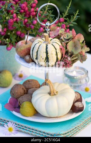 Herbstdekoration mit weißen Kürbissen, Nüssen und Hortensien auf dem abgestuften Kuchenständer Stockfoto