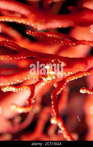 Denise's Pygmy Seepferdchen, Hippocampus denise, auf Korallenklappel, Neptuns Sea Fan, Wayilbatan, Raja Ampat, West Papua, Indonesien Stockfoto