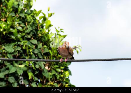 Vorderansicht einer einzigen braunen zenaida Taube, die auf einer Stromleitung sitzt, wobei eine Feder vor einem natürlichen Hintergrund aus grünen Blättern herausragt. Stockfoto